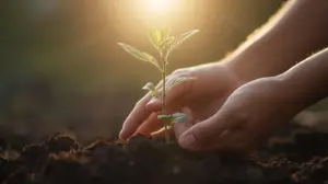 Two hands gently holding soil around a small growing green sprout in the ground during a warm sunset, symbolizing personal growth, trauma recovery, and the 7 A's of healing by Gabor Mate.